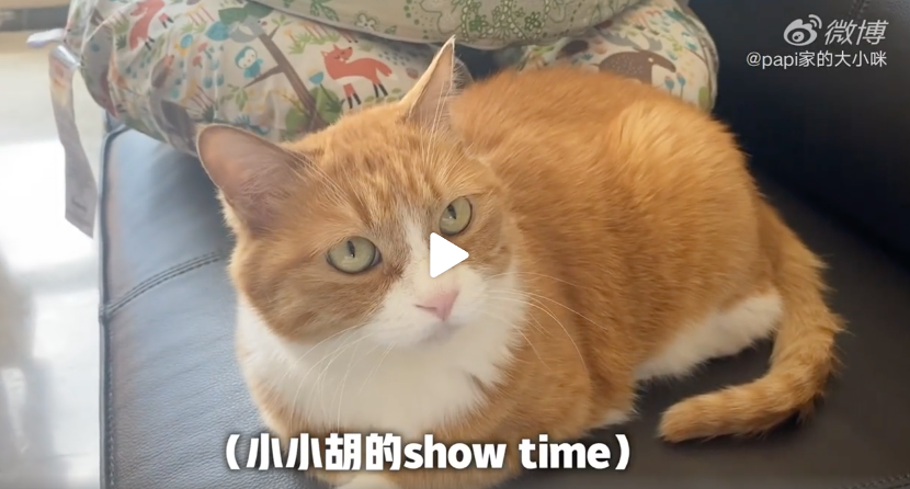 papi酱|Papi酱：第一网红的危机