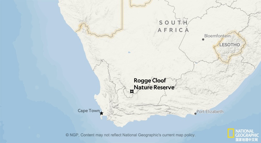 猎豹|罕见！暴风雪中的非洲猎豹