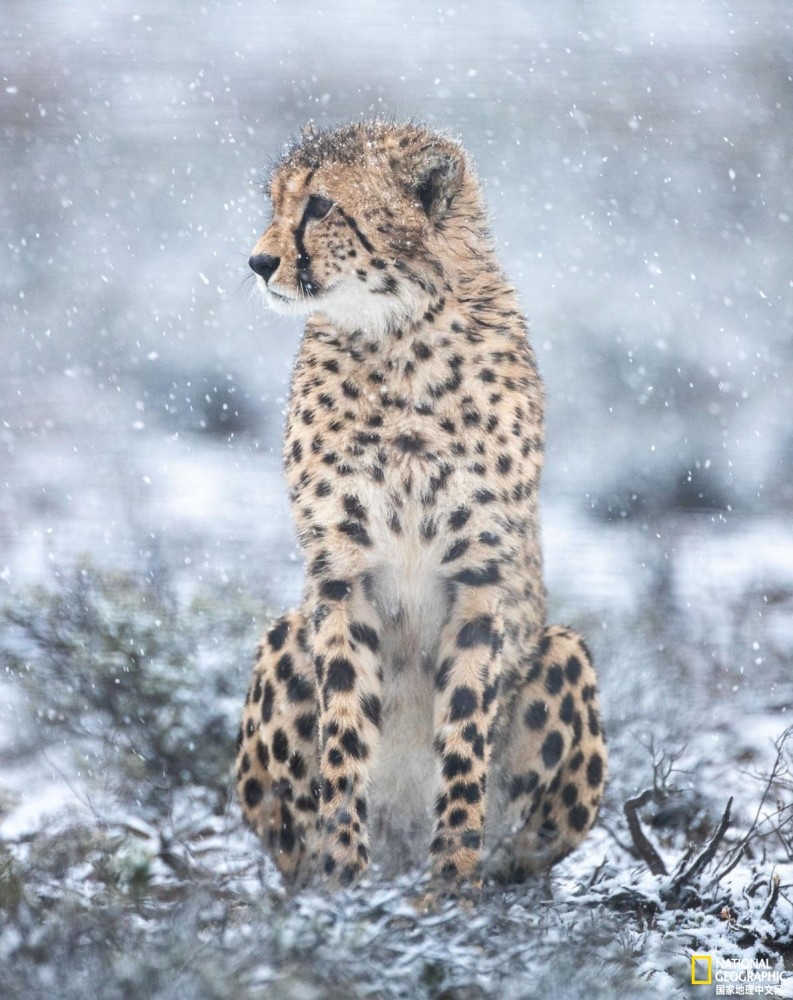 猎豹|罕见！暴风雪中的非洲猎豹