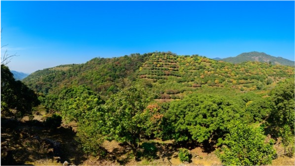 果树|果树这样种，发家致富不是梦