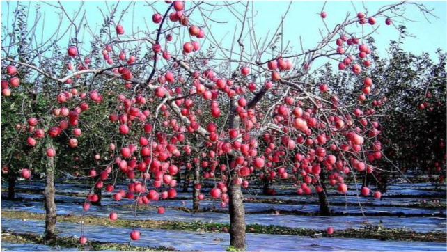 果树|果树这样种，发家致富不是梦