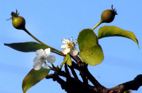 梨树|七月枣，八月梨！入秋后，梨树“逆生长”，咋就开花了？答案来了