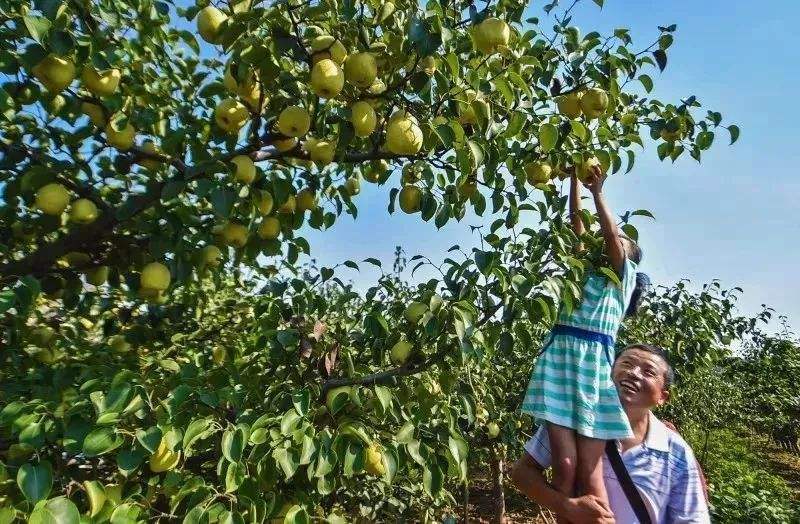梨树|七月枣，八月梨！入秋后，梨树“逆生长”，咋就开花了？答案来了