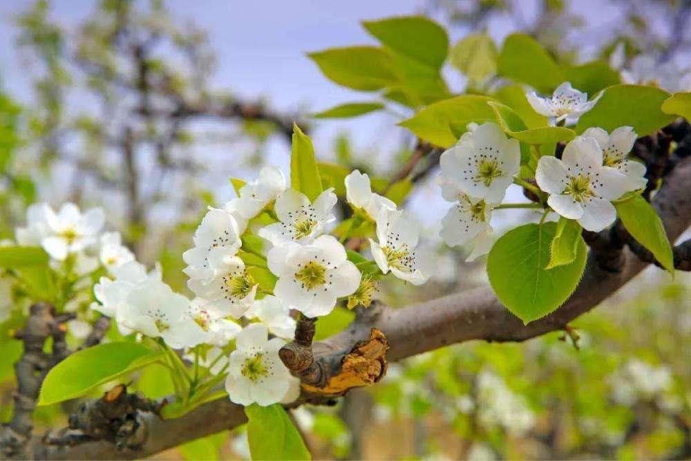 梨树|七月枣，八月梨！入秋后，梨树“逆生长”，咋就开花了？答案来了