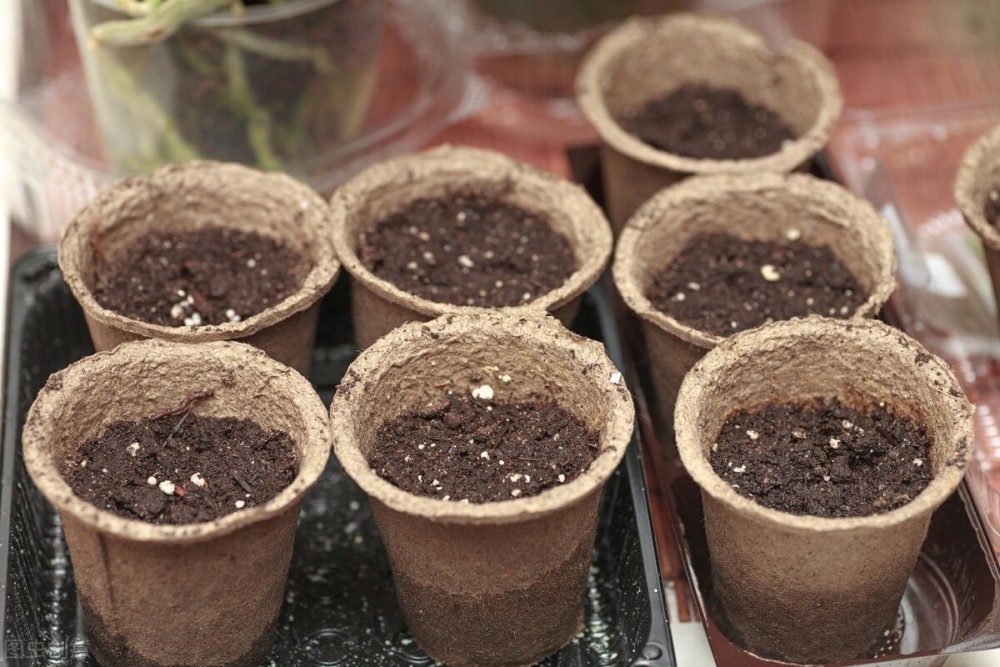 施肥|家里养花施肥太难闻？快来试试这七种方法，不知道一定要来看看