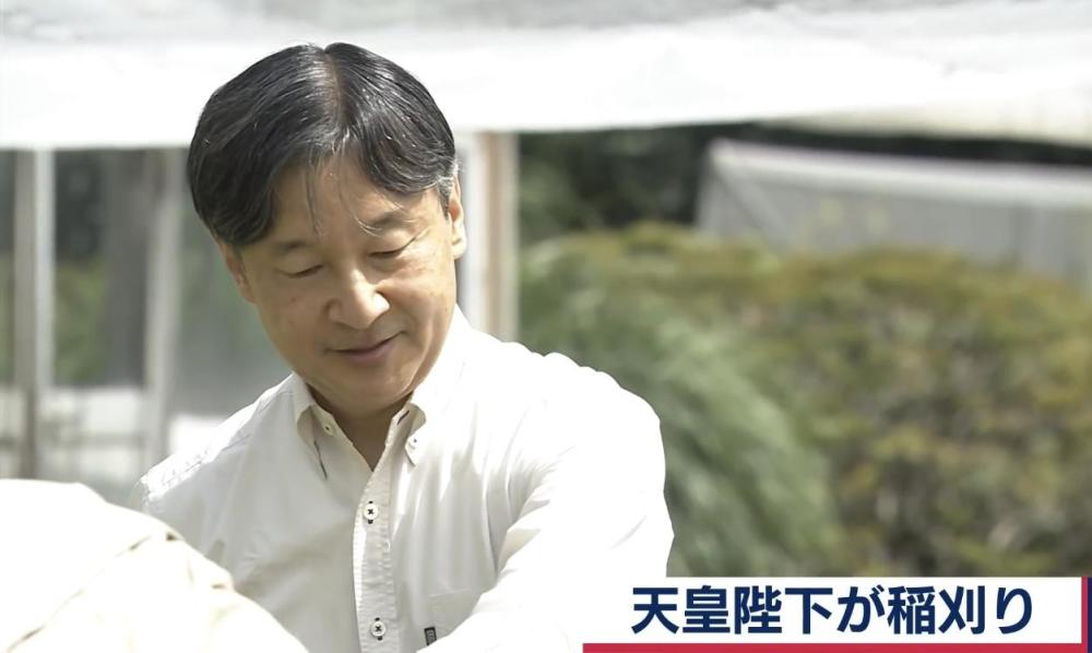 日本60岁德仁天皇久违露面穿衬衫西裤下田收割水稻用于宫中祭祀