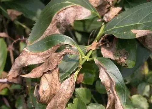 入秋后警惕叶枯病