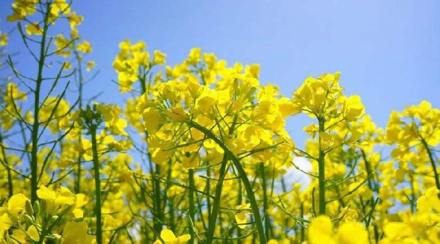 农村俗语 油见油 年年愁 瓜见瓜 没钱花 何意 老话在理吗 农村 何意 农民 氮元素