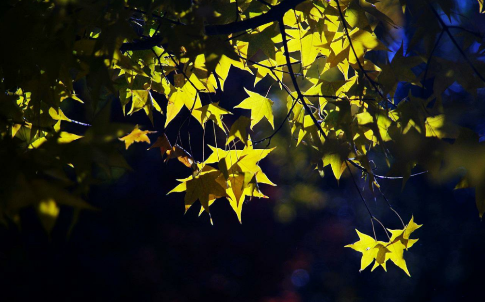 秋虫|【诗词鉴赏】秋夜，在古诗词里听秋虫高歌！