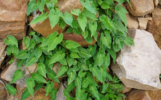 植物|此为珍贵的“千年草”，若长在您家房前屋后，是福报，别不当回事