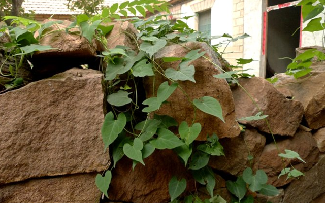 植物|此为珍贵的“千年草”，若长在您家房前屋后，是福报，别不当回事