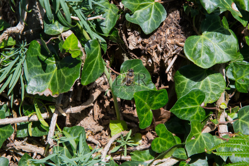 植物|此为珍贵的“千年草”，若长在您家房前屋后，是福报，别不当回事