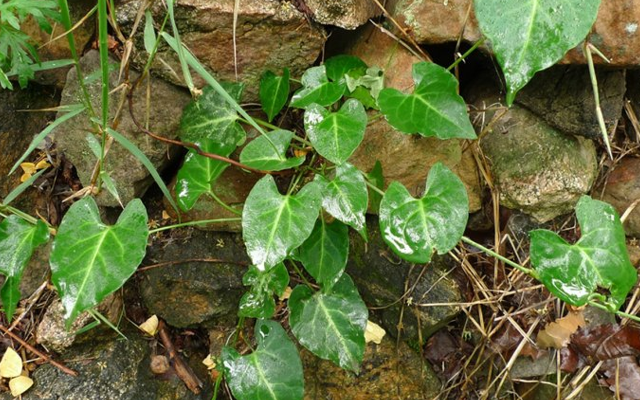 植物|此为珍贵的“千年草”，若长在您家房前屋后，是福报，别不当回事