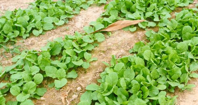 尿素|种白菜，用尿素追肥时，可以撒施吗？农户别做错了