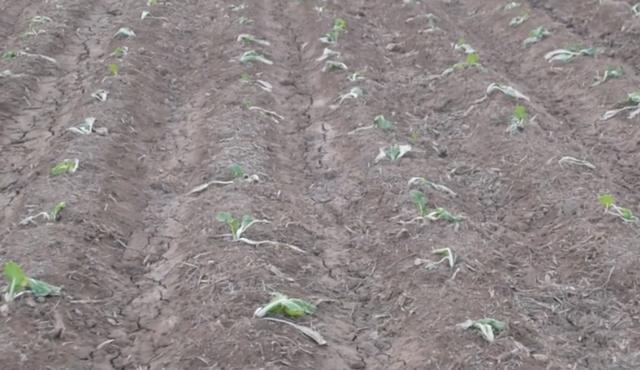 尿素|种白菜，用尿素追肥时，可以撒施吗？农户别做错了