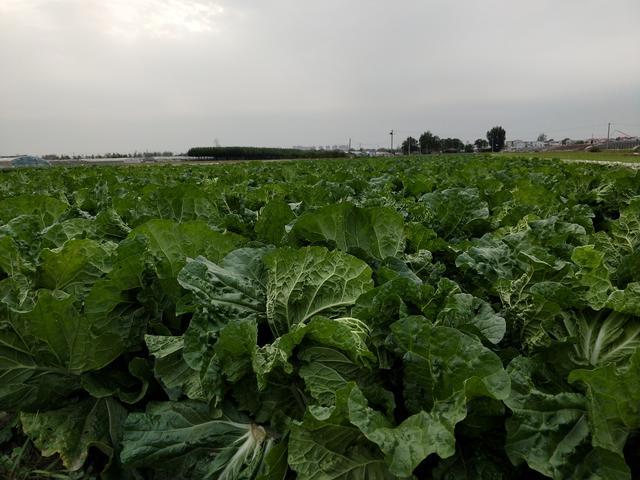 尿素|种白菜，用尿素追肥时，可以撒施吗？农户别做错了