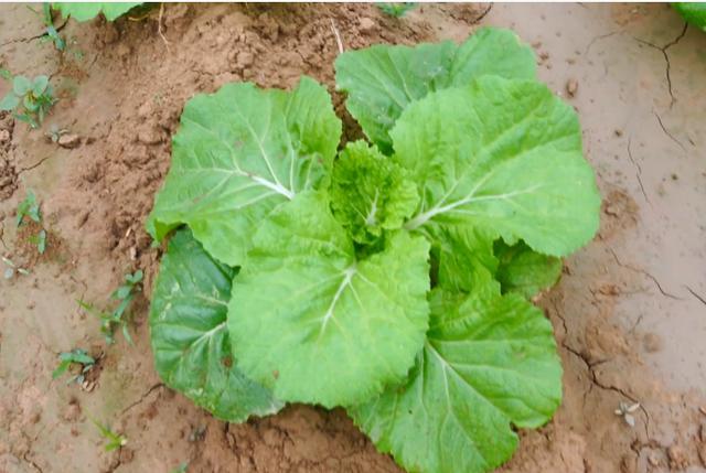 尿素|种白菜，用尿素追肥时，可以撒施吗？农户别做错了