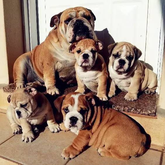 23张罕见的动物全家福,你看过几张?_腾讯新闻