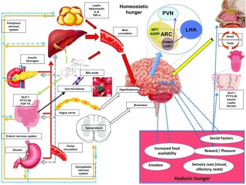 切胃|想变瘦的人，都可以去切胃吗？