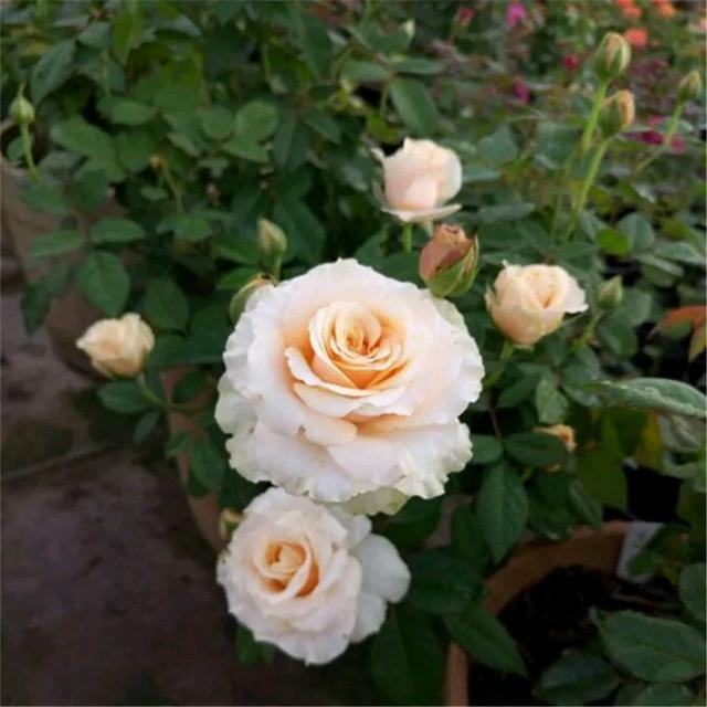 彗星王阳台优秀的盆栽月季花色美艳四季勤开花养护很简单