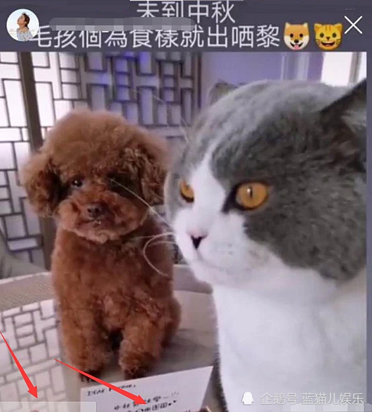 梁洛施|不慌不忙的梁洛施，为何再度逼急李泽楷小女友郭嘉文？