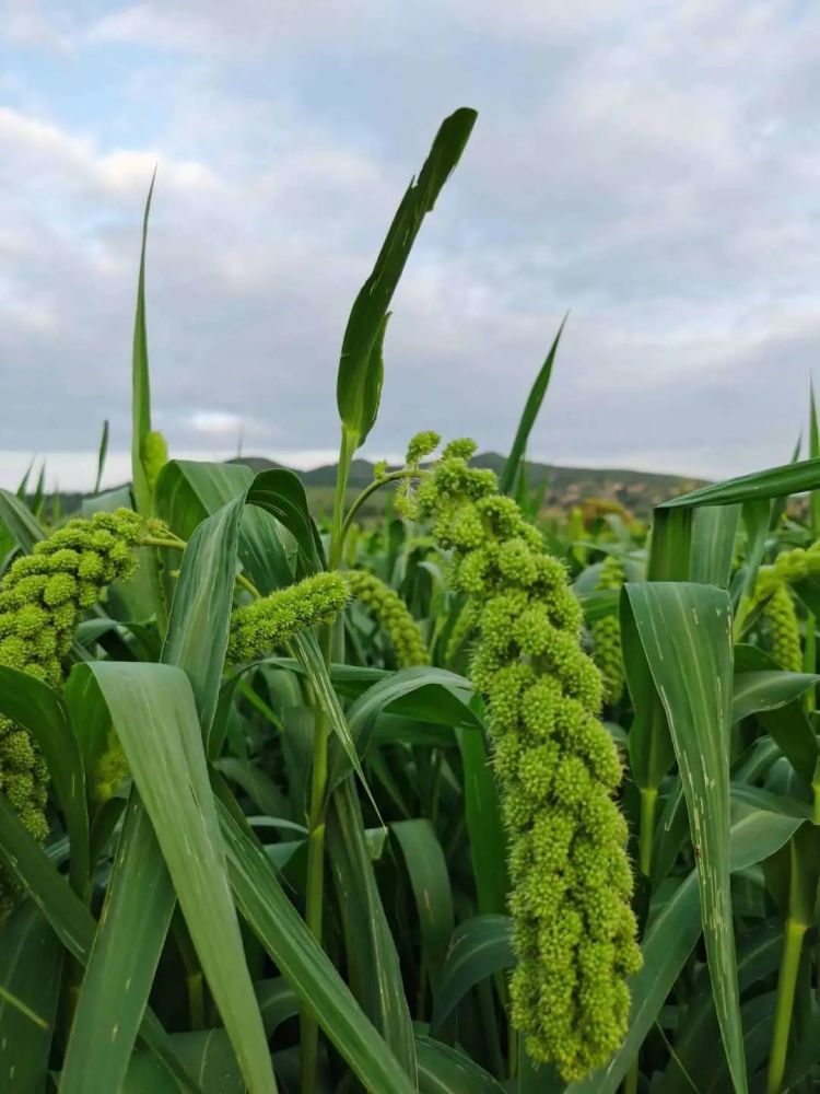 知识分子|耕读传家远，诗书济世长。中华耕读文化的价值区别有哪些？
