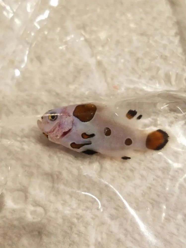 斑点狗|每次涉及动物的影视热潮退去，总有一波动物惨遭“爱宠人士”毒手