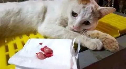 斑点狗|每次涉及动物的影视热潮退去，总有一波动物惨遭“爱宠人士”毒手