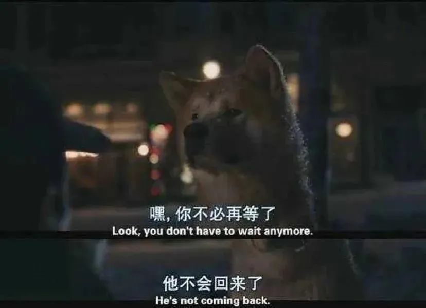 斑点狗|每次涉及动物的影视热潮退去，总有一波动物惨遭“爱宠人士”毒手