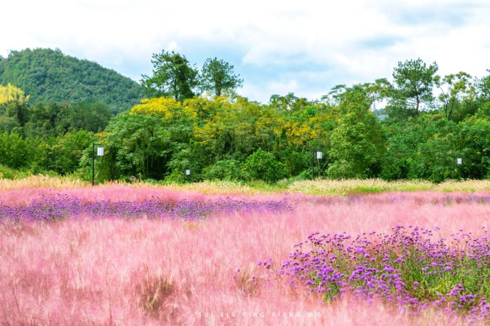 "粉黛乱子草" 没有想象中的妖娆 也不是婀娜多姿的飘摇 却好似千般