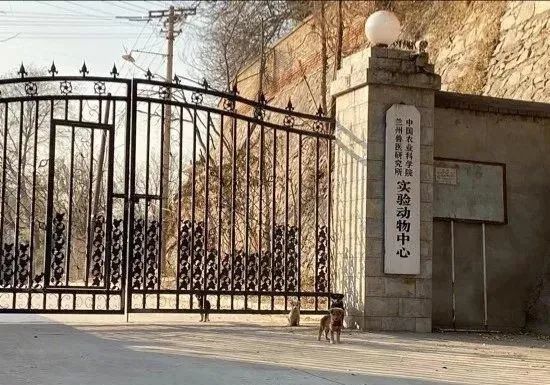 兰州兽研所|复核确认阳性3245人，兰州兽研所布病事件最新通报