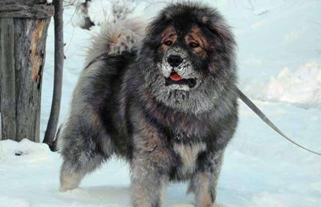 为战斗而生的俄罗斯战神和美国斗犬之王谁是世界犬王