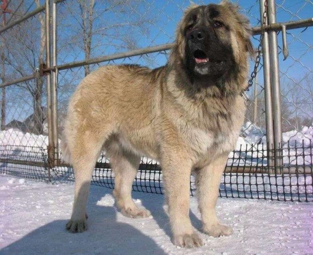 为战斗而生的俄罗斯战神和美国斗犬之王谁是世界犬王