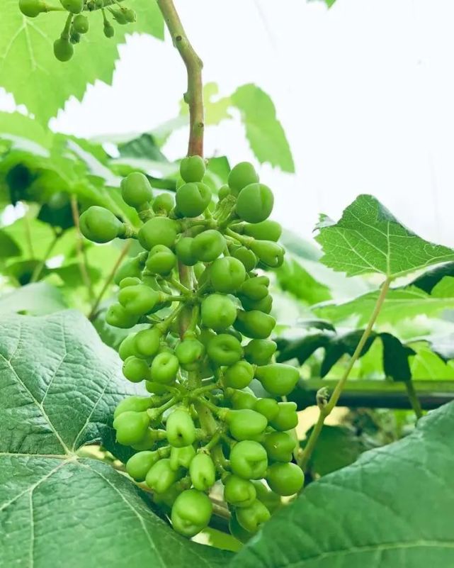 图片分享心愿葡萄由生长到成熟
