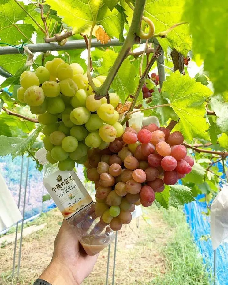 图片分享心愿葡萄由生长到成熟