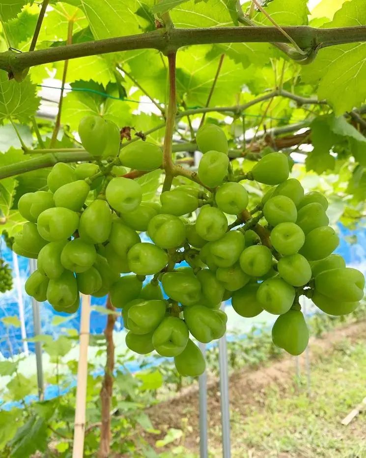 图片分享心愿葡萄由生长到成熟