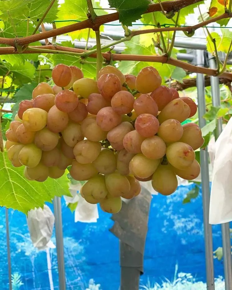 图片分享心愿葡萄由生长到成熟