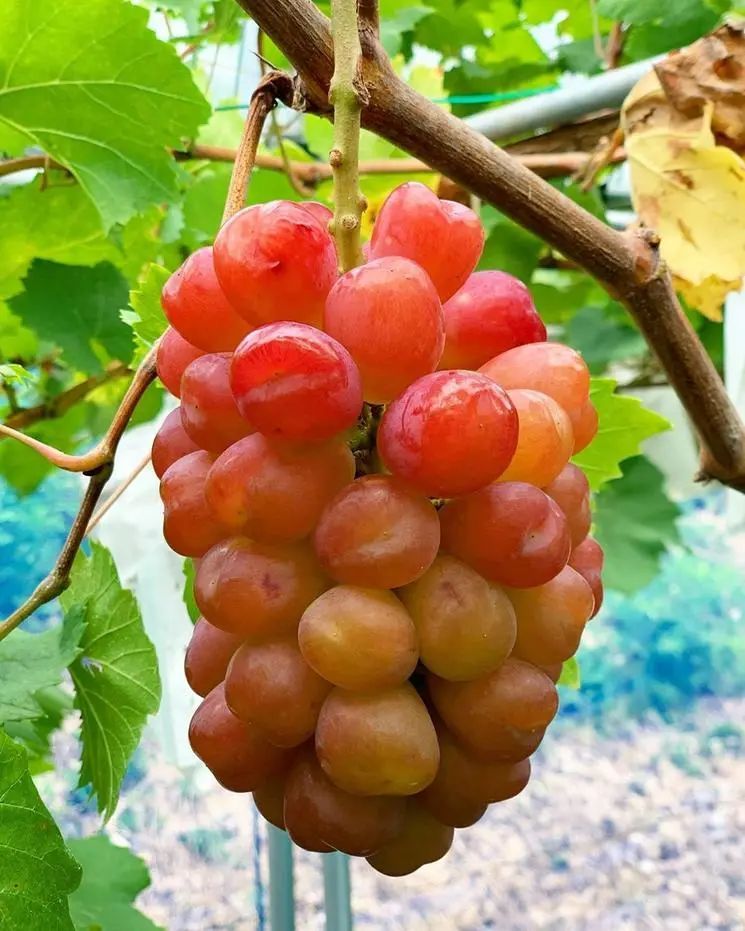 图片分享心愿葡萄由生长到成熟