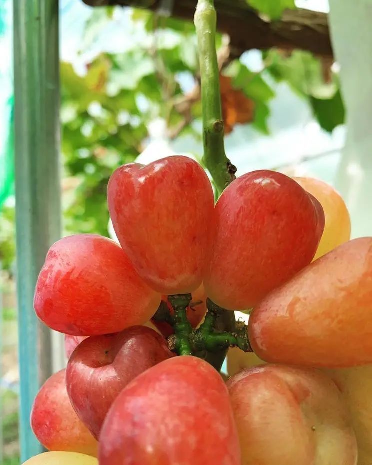 图片分享心愿葡萄由生长到成熟