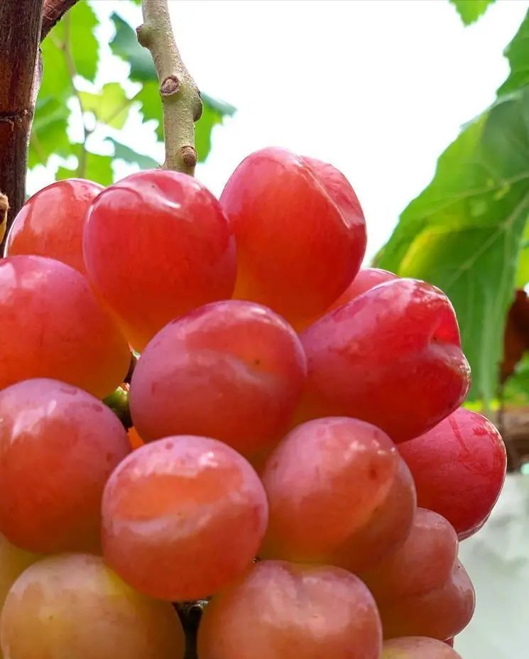 图片分享心愿葡萄由生长到成熟