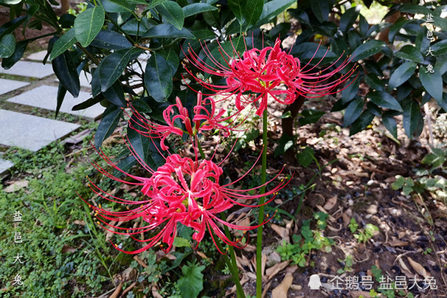 彼岸花为何又叫蟑螂花 曼珠沙华 探究石蒜的奇趣事 蟑螂 曼陀罗华 彼岸花