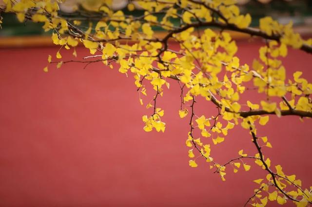 秋天|10个一入秋就“美哭”世界的城市！