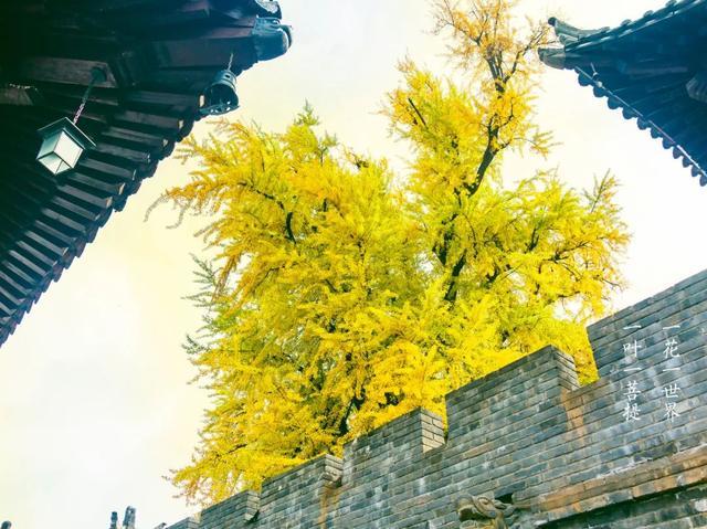 秋天|10个一入秋就“美哭”世界的城市！