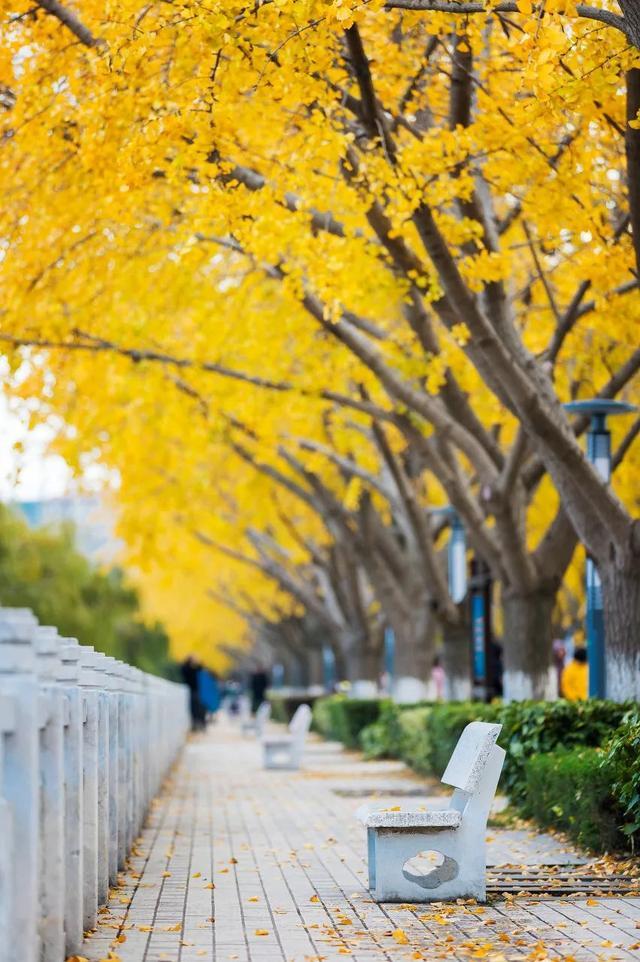秋天|10个一入秋就“美哭”世界的城市！