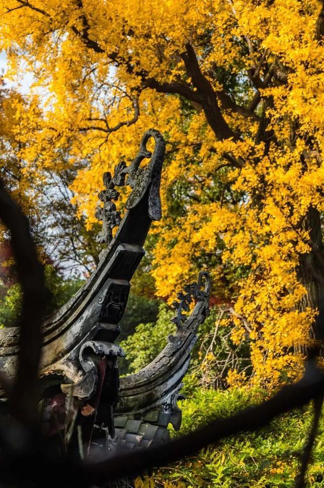 秋天|10个一入秋就“美哭”世界的城市！