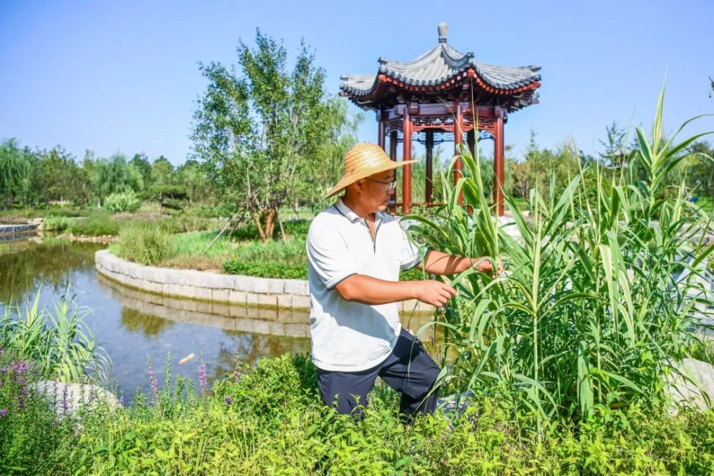 观赏草|原来草也这么美！50余种最美观赏草，北京这些地方可以看