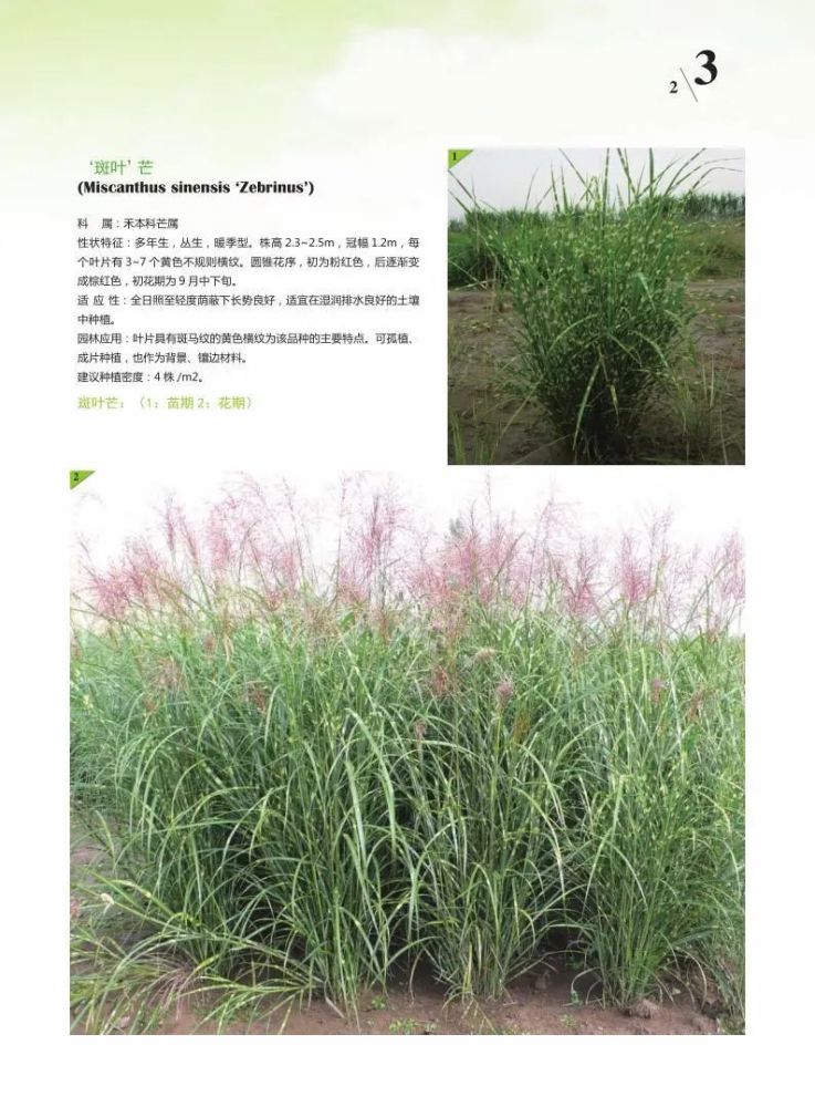 观赏草|原来草也这么美！50余种最美观赏草，北京这些地方可以看