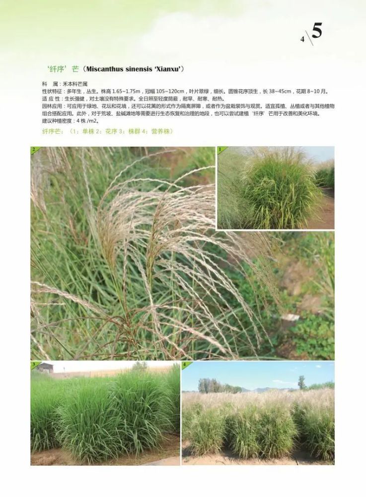 观赏草|原来草也这么美！50余种最美观赏草，北京这些地方可以看