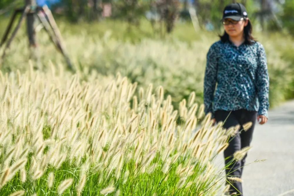 观赏草|原来草也这么美！50余种最美观赏草，北京这些地方可以看