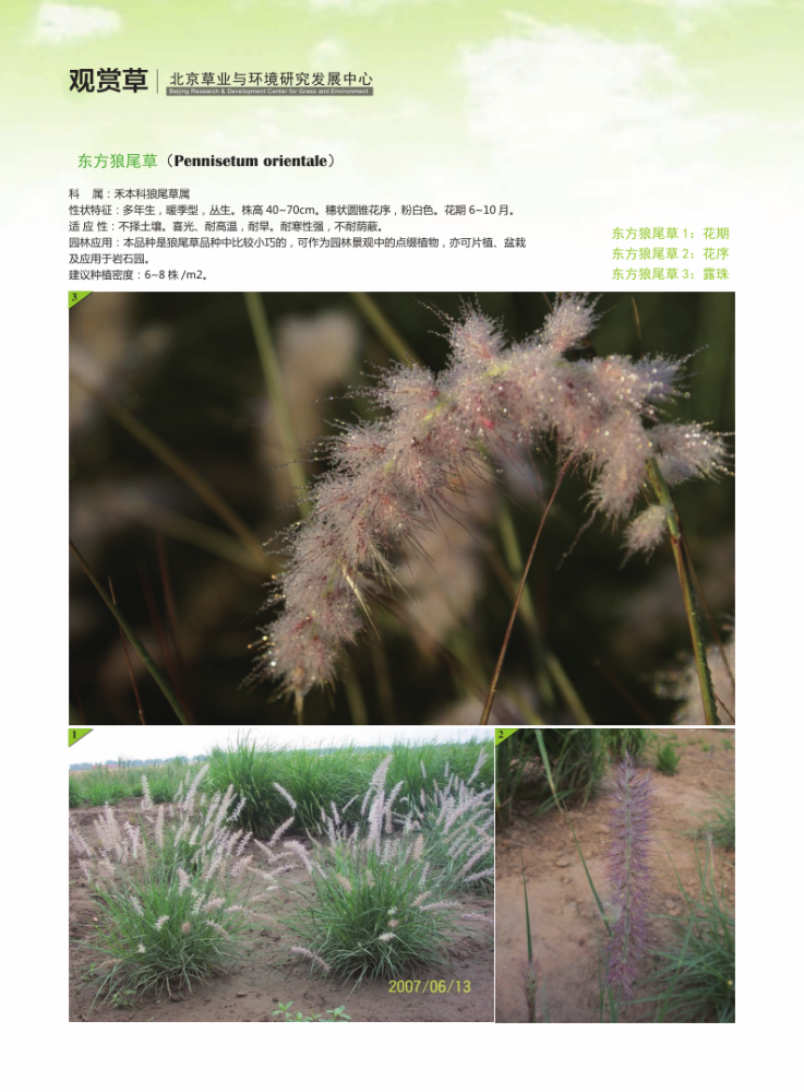 观赏草|原来草也这么美！50余种最美观赏草，北京这些地方可以看